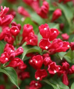Red Weigela Sonic Bloom Lipstick Red Everblooming Shrub 4 inch Pot