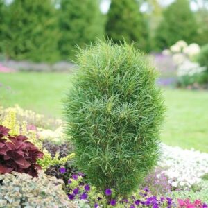 Fine Line Buckthorn Shrub - 4 inch Pot - Hardy Landscape Plant