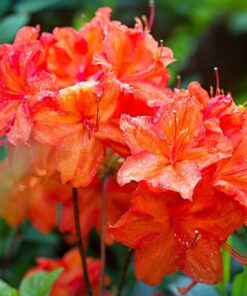 Fireball Deciduous Azalea Plant 4" Pot - Orange-Red Blooms
