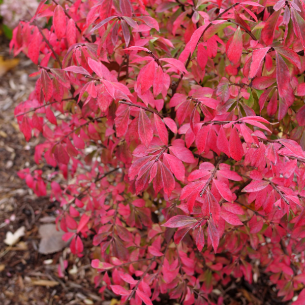 Fire Ball Burning Bush Euonymus Alatus - 4 Inch Potted Shrub