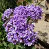 Sea Lavender Live Plant - Perennial Purple Flowers - 1 Gallon Pot