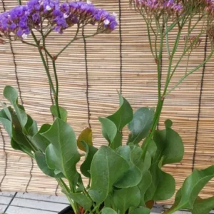 Sea Lavender Live Plant - Perennial Purple Flowers - 1 Gallon Pot
