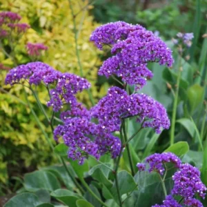 Sea Lavender Live Plant - Perennial Purple Flowers - 1 Gallon Pot