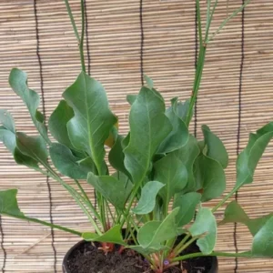 Sea Lavender Live Plant - Perennial Purple Flowers - 1 Gallon Pot