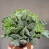 Sea Shell Succulent Adromischus Cristatus 4" Pot - Unique Fuzzy Plant