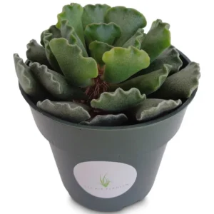 Sea Shell Succulent Adromischus Cristatus 4" Pot - Unique Fuzzy Plant