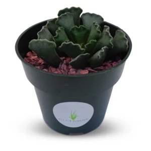 Sea Shell Succulent Adromischus Cristatus 4