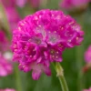 Sea Thrift Perennial - Armeria maritima Quart Pot - Rose-Pink Flowers Hardy Plant