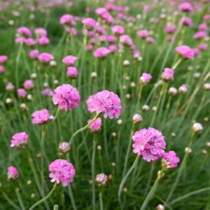 Sea Thrift Perennial - Armeria maritima Quart Pot - Rose-Pink Flowers Hardy Plant