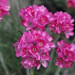 Sea Thrift Perennial - Armeria maritima Quart Pot - Rose-Pink Flowers Hardy Plant