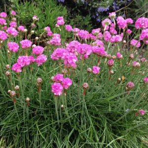 Sea Thrift Perennial - Armeria maritima Quart Pot - Rose-Pink Flowers Hardy Plant