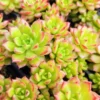 Sedeveria Letizia Succulent - 2.5 inch Potted Plant - Unique Rosette Hybrid