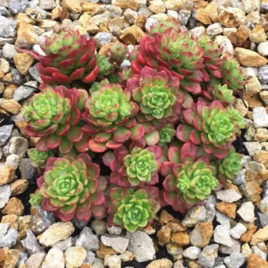 Sedeveria Letizia Succulent - 2.5 inch Potted Plant - Unique Rosette Hybrid