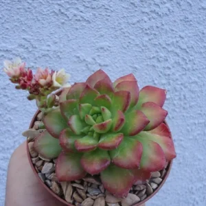 Sedeveria Letizia Succulent - 2.5 inch Potted Plant - Unique Rosette Hybrid