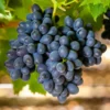 Seedless Black Grape Vine Plant - Summer Royal - 2.5" Pot - Jams and Jellies