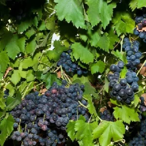 Seedless Black Grape Vine Plant - Summer Royal - 2.5" Pot - Jams and Jellies