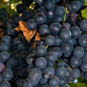 Seedless Black Grape Vine Plant - Summer Royal - 2.5