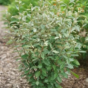 Seedless Thornless Silverthorn Elaeagnus Shrub - 4 inch Pot