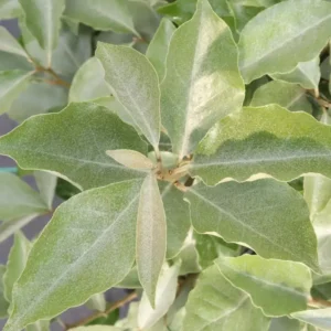 Seedless Thornless Silverthorn Elaeagnus Shrub - 4 inch Pot