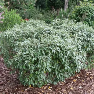 Seedless Thornless Silverthorn Elaeagnus Shrub - 4 inch Pot