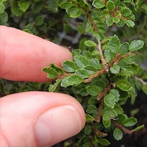 Seiju Dwarf Chinese Elm Bonsai Tree - Ulmus parvifolia - 4.7