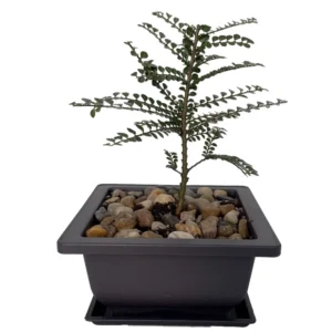 Seiju Dwarf Chinese Elm Bonsai Tree - Ulmus parvifolia - 4.7