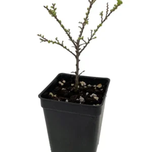 Seiju Dwarf Chinese Elm - Ulmus Parvifolia - 2.5" Pot - Bonsai Miniature Tree