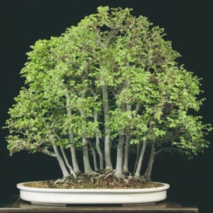 Seiju Dwarf Chinese Elm - Ulmus Parvifolia - 2.5