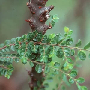 Seiju Dwarf Chinese Elm - Ulmus Parvifolia - 2.5