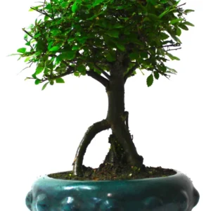 Seiju Dwarf Chinese Elm - Ulmus Parvifolia - 2.5