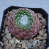 Sempervivum Cebenese Succulent - 2.5 inch Pot - Green & Red Rosettes
