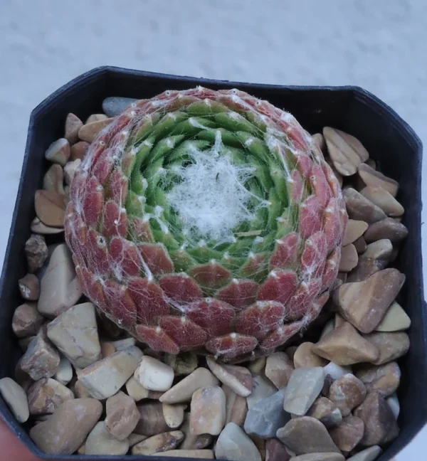 Sempervivum Cebenese Succulent - 2.5 inch Pot - Green & Red Rosettes
