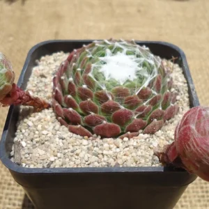 Sempervivum Cebenese Succulent - 2.5 inch Pot - Green & Red Rosettes