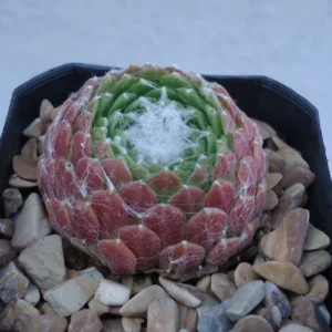 Sempervivum Cebenese Succulent - 2.5 inch Pot - Green & Red Rosettes