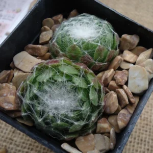 Sempervivum Cebenese Succulent - 2.5 inch Pot - Green & Red Rosettes
