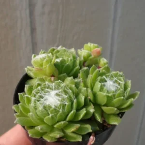 Sempervivum Cebenese Succulent - 2.5 inch Pot - Green & Red Rosettes