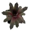 Sempervivum Chick Charms Pink Sapphire - 2.5" Pot - Rosette Succulent