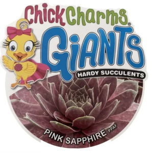 Sempervivum Chick Charms Pink Sapphire - 2.5" Pot - Rosette Succulent