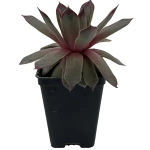 Sempervivum Chick Charms Pink Sapphire - 2.5