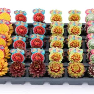 Sempervivum Darlin' Dottie' - 2