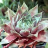 Sempervivum Glacier Blue - Hens & Chicks Plant - 2.5 Inch Pot - Succulent