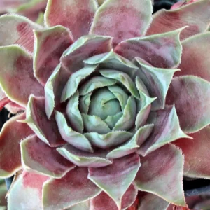 Sempervivum Glacier Blue - Hens & Chicks Plant - 2.5 Inch Pot - Succulent