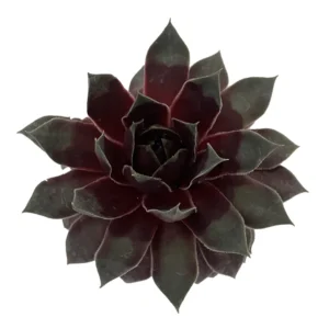 Sempervivum Glacier Blue - Hens & Chicks Plant - 2.5 Inch Pot - Succulent