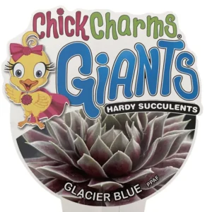 Sempervivum Glacier Blue - Hens & Chicks Plant - 2.5 Inch Pot - Succulent