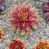 Sempervivum Gold Mine Hens & Chicks Plant - 2.5 Inch Pot - Colorful Rosette Succulent