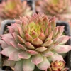 Sempervivum Gold Rush Plant - 2.5" Pot - Hens and Chicks Succulent