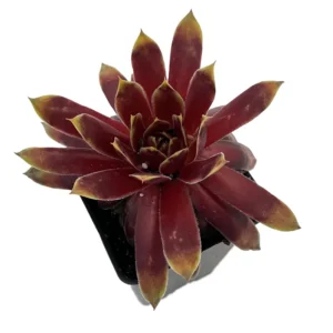 Sempervivum Gold Rush Plant - 2.5" Pot - Hens and Chicks Succulent