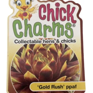 Sempervivum Gold Rush Plant - 2.5