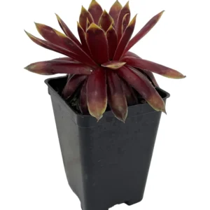 Sempervivum Gold Rush Plant - 2.5