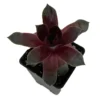 Sempervivum Hens & Chicks Plant - 2.5 Inch Pot - Rosette Succulent